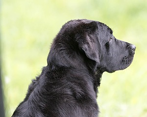 Ranger schuko