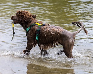 Chicory Vinopal