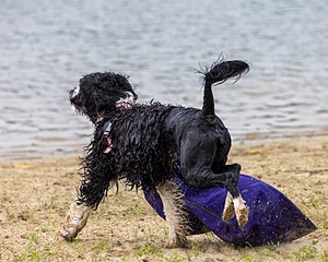 Zora Schaub