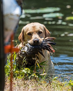 Trout Cosgrove