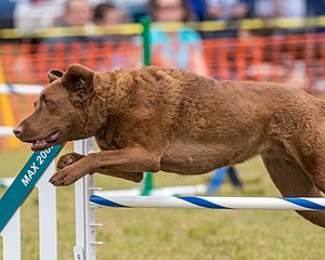 Tillie Cross