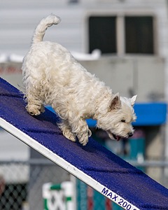 Ivy Barnum