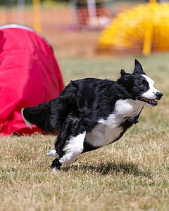 20150613-CCKC-0155.jpg