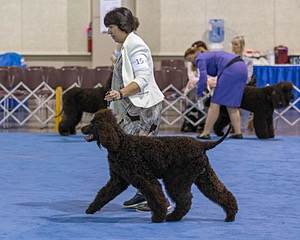 15 - GCH Am/Can CH Chantico's Shelter From the Storm Am/Can CD RN MX AJX OF DS (Reef)