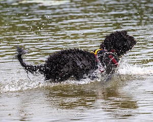 Tucket Sheridan