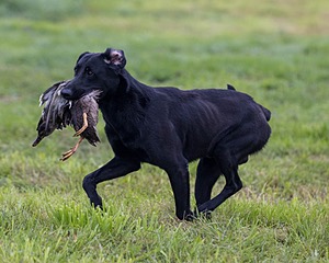 Cane Robichaud
