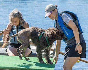 Chicory Alex