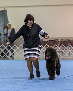 15 - GCH Am/Can CH Chantico's Shelter From the Storm Am/Can CD RN MX AJX OF DS (Reef)