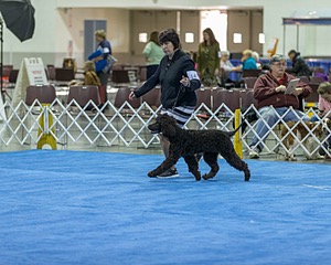 14 - Chantico's Super G O'Muddy Waters (Ghillie)