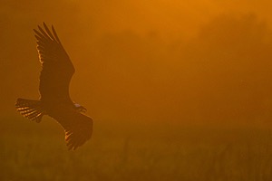 Osprey, Maryland