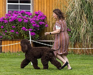11 - GCH CH BREKKON'S FIRST MARK BN RN CGC TKN (Hunny)