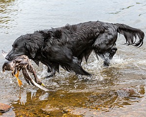 Ripple