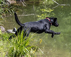 Otter Marro