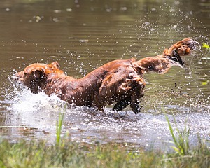 20130714-MHB2-0092.jpg