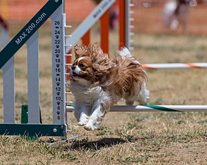 20160619-CCKC-0959.jpg