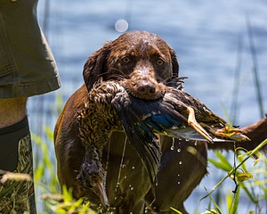 Rylee