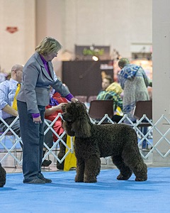 23 - GCH CH Waterboys Wet And Wild Willow (Ryder)