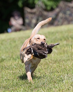 20130601-SHRL-0358.jpg
