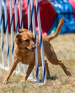 20160618-CCKC-1566.jpg