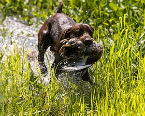 Moose Molle