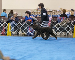 14 - Chantico's Super G O'Muddy Waters (Ghillie)