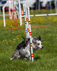 20170520-NEAT-0229.jpg