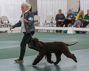 60 - CH CAT'S SISTER SARAH BROWN CA CGCA