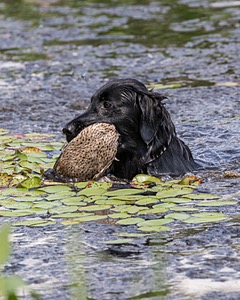 Otter Young