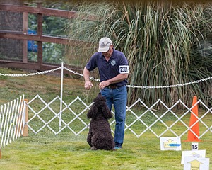 2501 - GCH CH BLACKTHORN'S KEEVA CROMPTON RM AX AXJ XF TKN (Keeva)