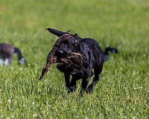 Finn Mello