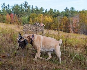 20191013-VetL-0039.jpg