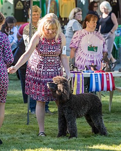 24 - GCH CH BLACKTHORN'S KEEVA CROMPTON RM AX AXJ XF TKN (Keeva)