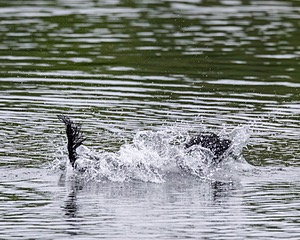 Boaty Bellicose