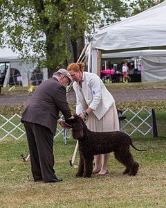 05 - GCH WATERFORD'S TROUBLE BREWING
