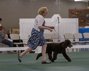 36 - GCH ARROYO'S BEGIN THE BEGUINE AX OAJ NF (Porter)