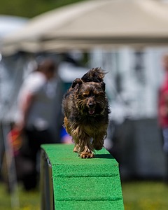 20170521-NEAT-1078.jpg