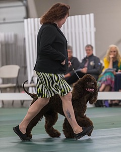 54 - GCH BREKKON BEGINS WITH BEAUFIELD