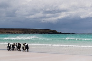 King Penguins, Volunteer Point, The Falklands