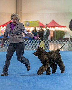 23 - GCH CH Waterboys Wet And Wild Willow (Ryder)