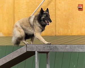 Stella Corriveau