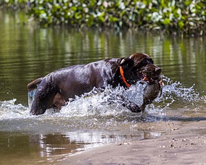 Baker Marsh