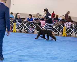 14 - Chantico's Super G O'Muddy Waters (Ghillie)