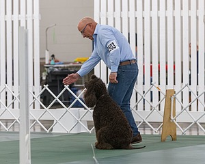 2503 - GCH CH BLACKTHORN'S KEEVA CROMPTON AX AXJ XF RN CGC (Keeva)