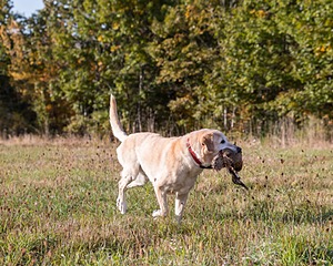 Long Trails Matinee Idol CD RE JH WCX "Gable"
