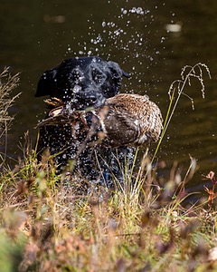20201011-VetW-0058.jpg