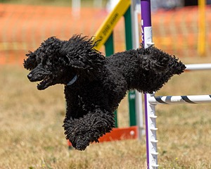 Higgins Joffe