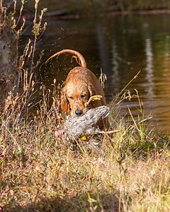 Marsha Wilcox's Pete