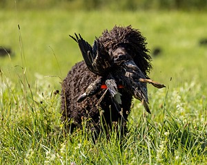 Ghillie Kezer