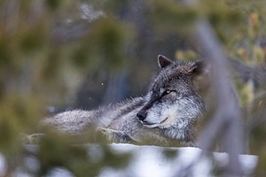 Wolf, West Yellowstone, Montana
