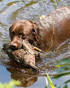 Wilson